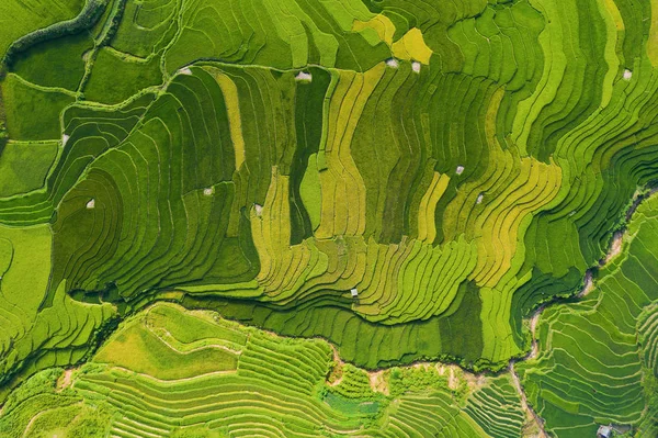 Vue aérienne du dessus des terrasses de riz paddy, champ agricole vert — Photo