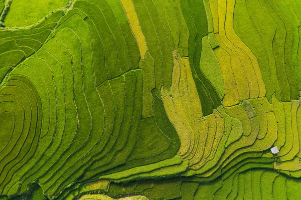 Αεροφωτογραφία του ορυζώνα ταράτσες, πράσινο γεωργικό τομέα — Φωτογραφία Αρχείου