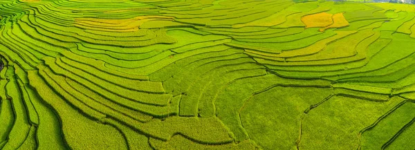 Vista aérea superior de terraços de arroz paddy, campo agrícola verde — Fotografia de Stock