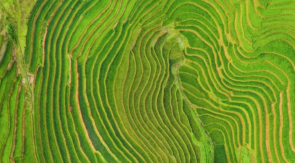 Вид зверху на тераси з рисом, зелене сільськогосподарське поле — стокове фото