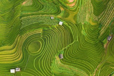 Çeltik pirinç teraslarının havadan görünüşü, yeşil tarla