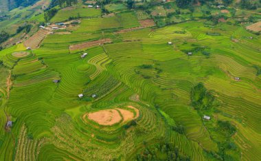 Çeltik pirinç teraslarının havadan görünüşü, yeşil tarla