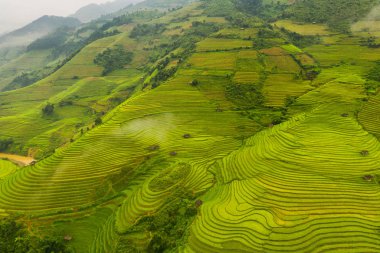 Çeltik pirinç teraslarının havadan görünüşü, yeşil tarla