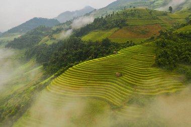 Çeltik pirinç teraslarının havadan görünüşü, yeşil tarla