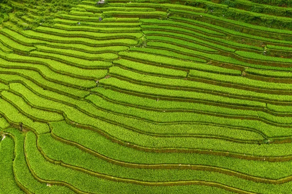 Vista aérea de terrazas de arroz con cáscara, campo agrícola verde —  Fotos de Stock
