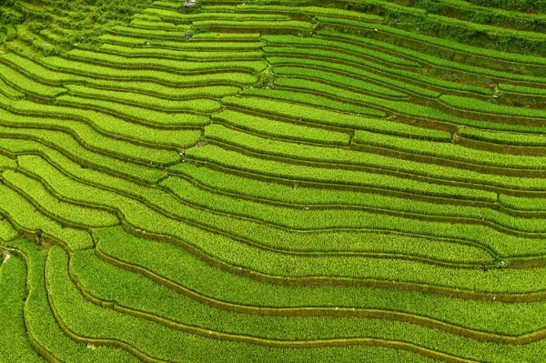 Bovenaanzicht vanuit de lucht op rijstterrassen van padie, groen landbouwveld — Stockfoto