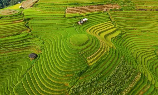 Vista aérea superior de terraços de arroz paddy, campo agrícola verde — Fotografia de Stock