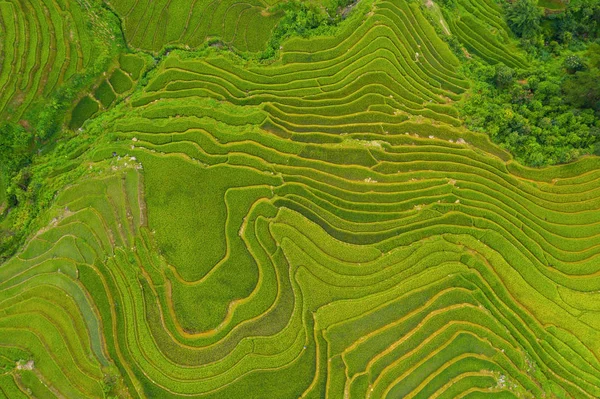 Vista aérea superior de terraços de arroz paddy, campo agrícola verde — Fotografia de Stock