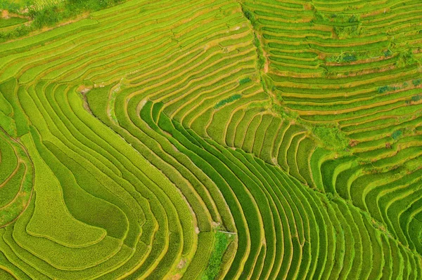 Luftaufnahme von Reisterrassen, grünen landwirtschaftlichen Feld — Stockfoto