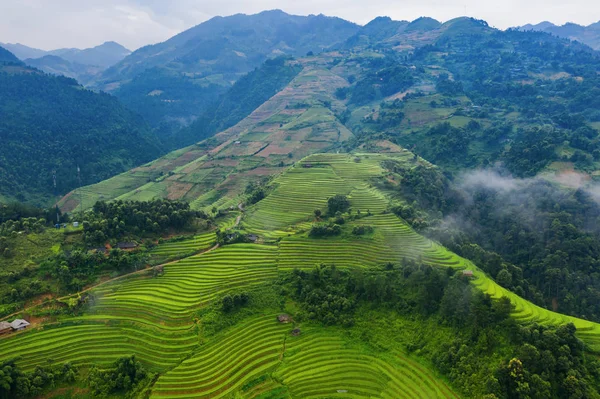 Vista aérea superior de terraços de arroz paddy, campo agrícola verde — Fotografia de Stock