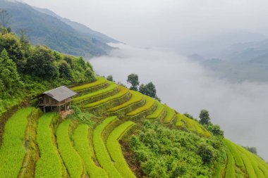 Çeltik pirinç teraslarının havadan görünüşü, yeşil tarla