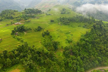 Çeltik pirinç teraslarının havadan görünüşü, yeşil tarla