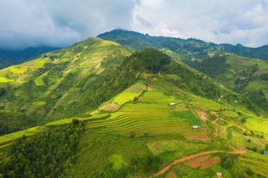 Çeltik pirinç teraslarının havadan görünüşü, yeşil tarla