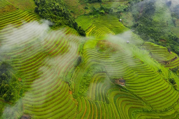 Luftaufnahme von Reisterrassen, grünen landwirtschaftlichen Feld — Stockfoto