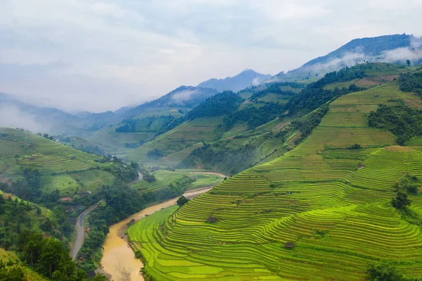 Vista aérea superior de terraços de arroz paddy, campo agrícola verde — Fotografia de Stock