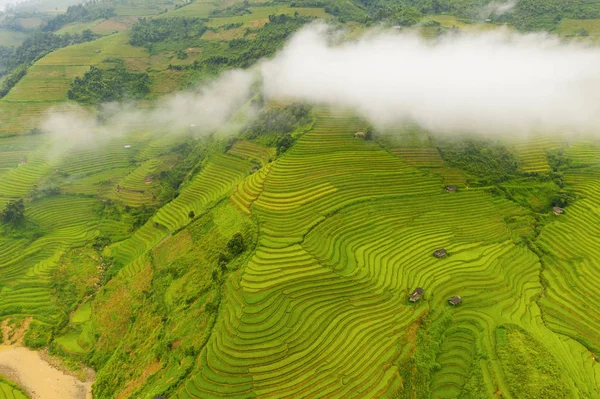 Vista aérea superior de terraços de arroz paddy, campo agrícola verde — Fotografia de Stock