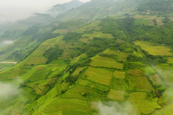 Вид сверху с воздуха на рисовые террасы, зеленое сельскохозяйственное поле — стоковое фото