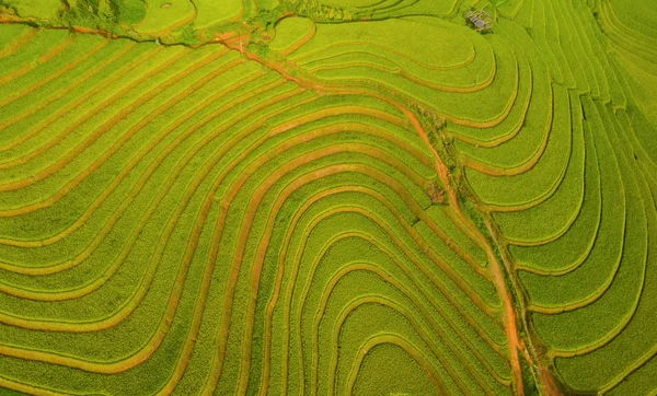 Vista aérea de terrazas de arroz con cáscara, campo agrícola verde — Foto de Stock