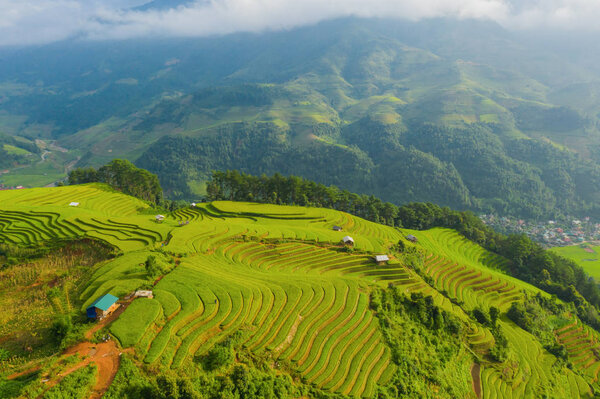 Aerial top view of paddy rice terraces, green agricultural field