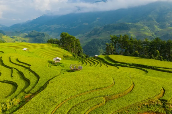 Vista aérea superior de terraços de arroz paddy, campo agrícola verde — Fotografia de Stock