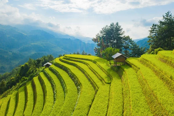 Vista aérea superior de terraços de arroz paddy, campo agrícola verde — Fotografia de Stock