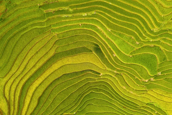 Luftaufnahme von Reisterrassen, grünen landwirtschaftlichen Feld — Stockfoto