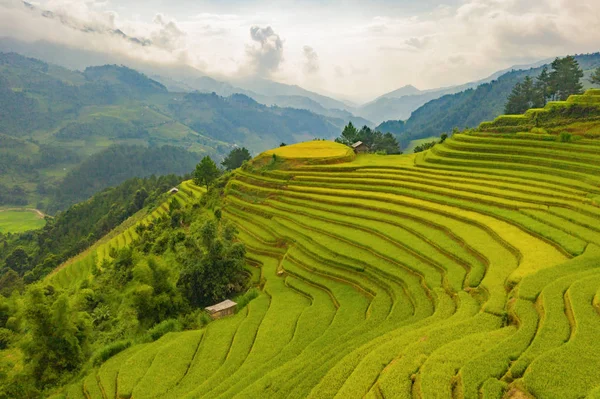 Vista aerea dall'alto di terrazze risaie, campo agricolo verde — Foto Stock