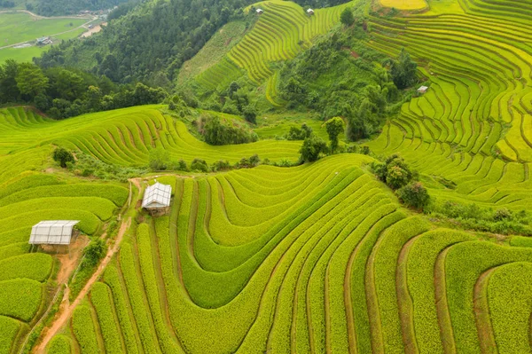 Vista aerea dall'alto di terrazze risaie, campo agricolo verde — Foto Stock