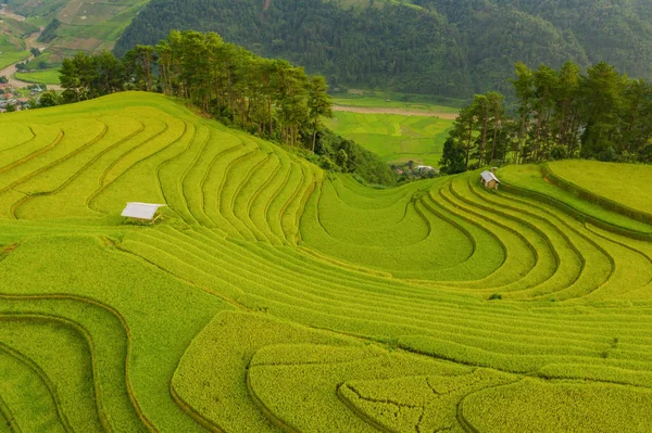 Aerial top view of paddy rice terraces, green agricultural field — Stock Photo, Image