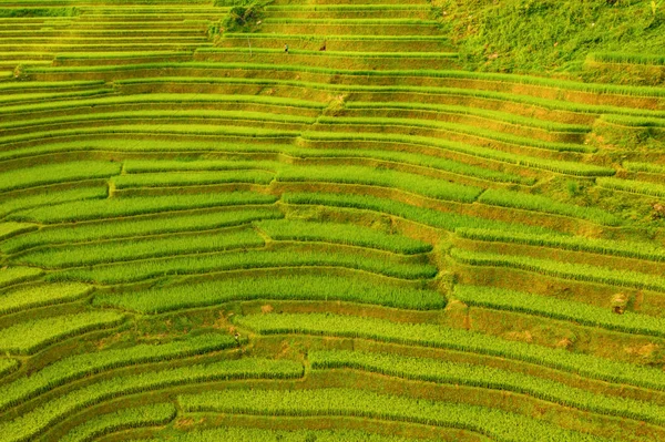 Vista aérea de terrazas de arroz con cáscara, campo agrícola verde —  Fotos de Stock