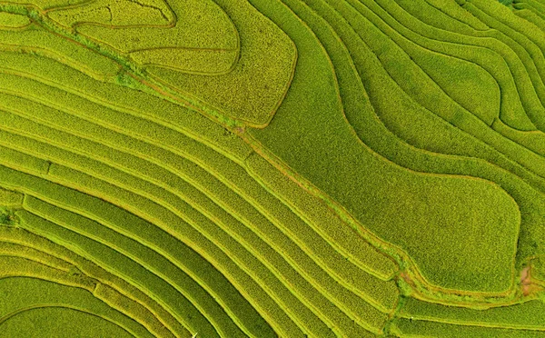 Vista aérea de terrazas de arroz con cáscara, campo agrícola verde — Foto de Stock