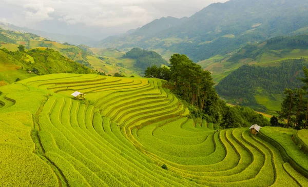 Vista aérea superior de terraços de arroz paddy, campo agrícola verde — Fotografia de Stock