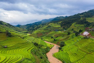 Çeltik pirinç teraslarının havadan görünüşü, yeşil tarla