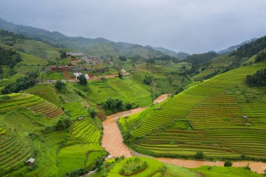 Çeltik pirinç teraslarının havadan görünüşü, yeşil tarla