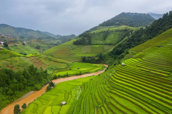 Vue aérienne du dessus des terrasses de riz paddy, champ agricole vert — Photo