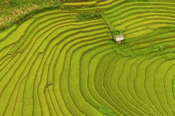 Vista aérea superior de terraços de arroz paddy, campo agrícola verde — Fotografia de Stock