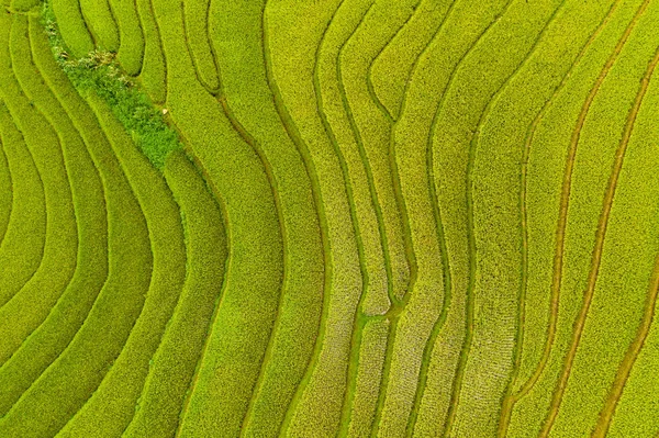 Vista aérea superior de terraços de arroz paddy fresco, verde agrícola — Fotografia de Stock