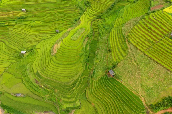 Αεροφωτογραφία του φρέσκο αναποφλοίωτο ρύζι βεράντες, πράσινο γεωργικής — Φωτογραφία Αρχείου