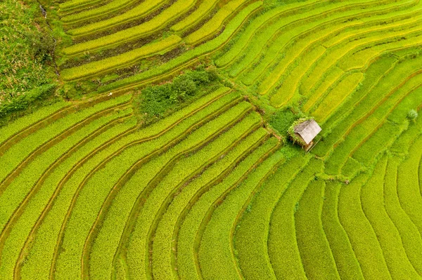 Luftaufnahme von Terrassen mit frischem Reis, grünen landwirtschaftlichen Flächen — Stockfoto