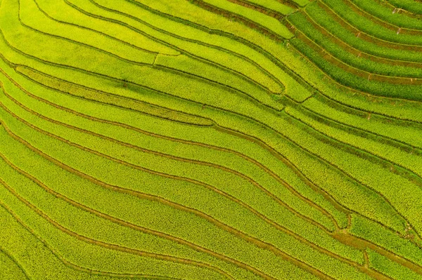 Luftaufnahme von Terrassen mit frischem Reis, grünen landwirtschaftlichen Flächen — Stockfoto