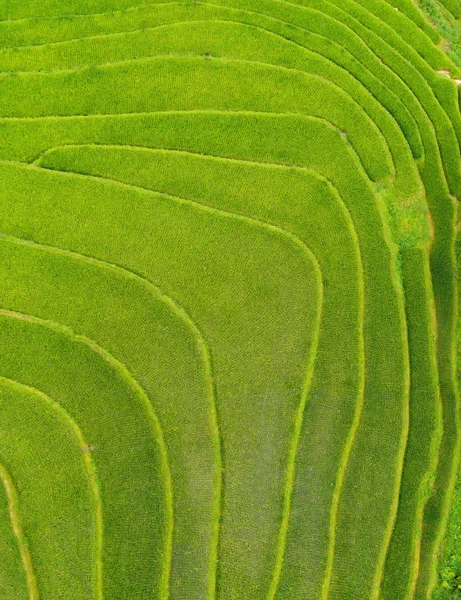 Vista aérea de terrazas de arroz con cáscara fresca, verde agrícola —  Fotos de Stock