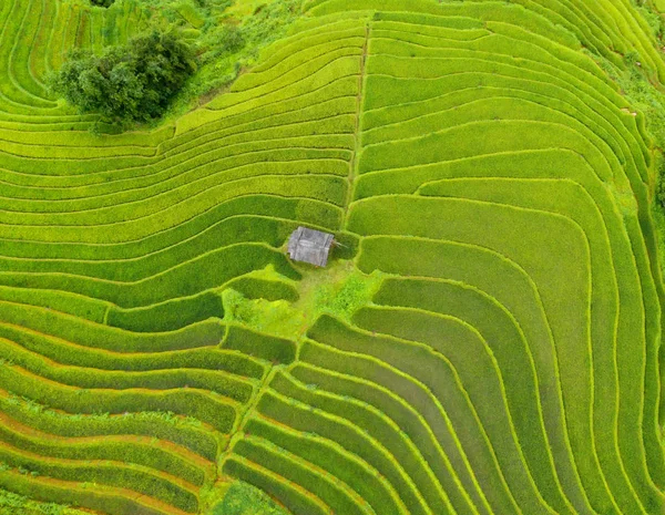 Αεροφωτογραφία του φρέσκο αναποφλοίωτο ρύζι βεράντες, πράσινο γεωργικής — Φωτογραφία Αρχείου