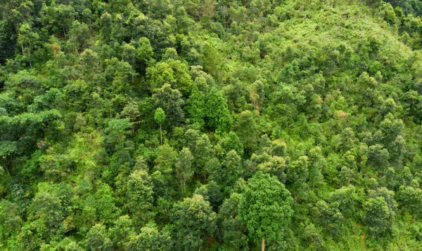 Aerial top view of trees in tropical forest in national park and — Stock Photo, Image