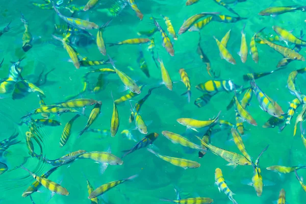 Viele gelbe bunte Fische in der Nähe von Maya-Strand mit blauem Türkis — Stockfoto