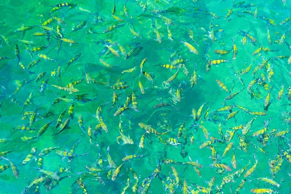 Viele gelbe bunte Fische in der Nähe von Maya-Strand mit blauem Türkis — Stockfoto
