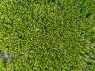 Yukarıdan tropikal ön kısımlarda yemyeşil ağaçların havadan görünüşü