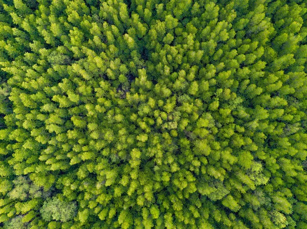 Vista aérea superior de árvores verdes exuberantes de cima em fores tropicais — Fotografia de Stock