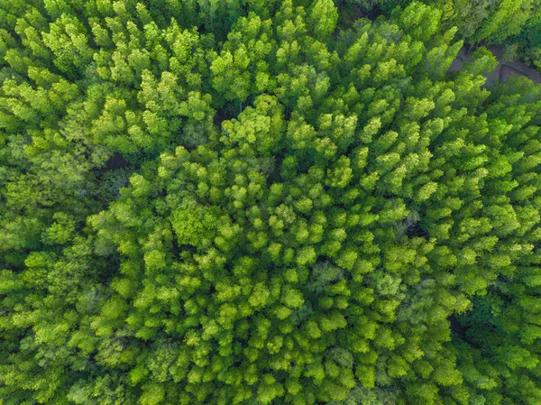 Górny widok z lotu ptaka bujne zielone drzewa z góry w tropikalnych fores — Zdjęcie stockowe