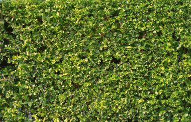Dikey bahçe yemyeşil duvar desenli yüzey dokusu. Tasarım dekorasyonu için dış doğal materyalin yakın plan görüntüsü