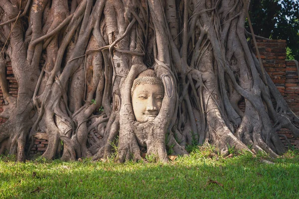 Tête Visage Bouddha Dans Racine Arbre Banyan Dans Temple Wat — Photo